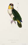 Pionites leucogaster Psittacus badiceps Bay headed parrot