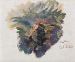 A Study of Ferns, Civitella