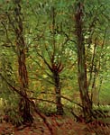 Trees and Undergrowth Van Gogh