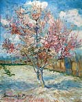 Peach trees in blossom