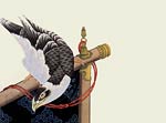 Hawk on a ceremonial stand Katsushika Hokusai