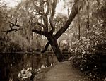 The Lake, Magnolia-on-the-Ashley, Spanish Moss Charleston 1907