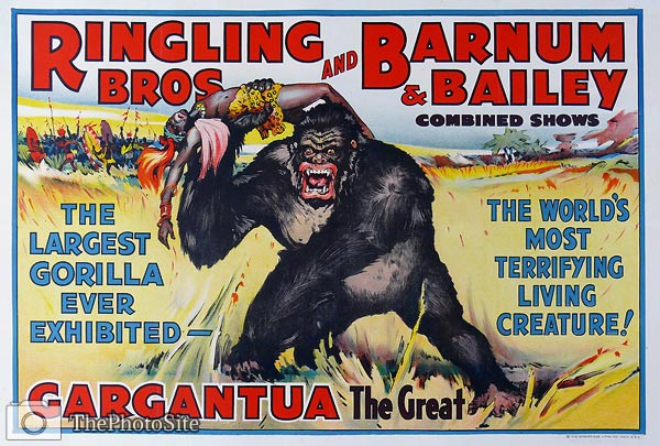 Barnum & Bailey Largest Gorilla ever Exhibited Poster - Click Image to Close