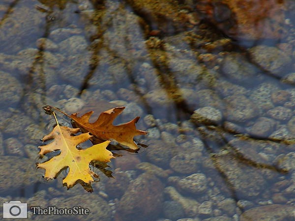 Oak Leaves Floating in Stream - Click Image to Close