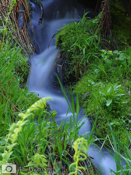 Meadow Stream - Click Image to Close
