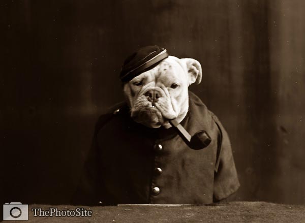 Tommy Atkins Dog in uniform with pipe 1905. - Click Image to Close