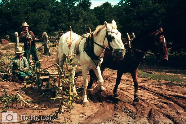 Horse and plough collecting corn, 1940 - Click Image to Close