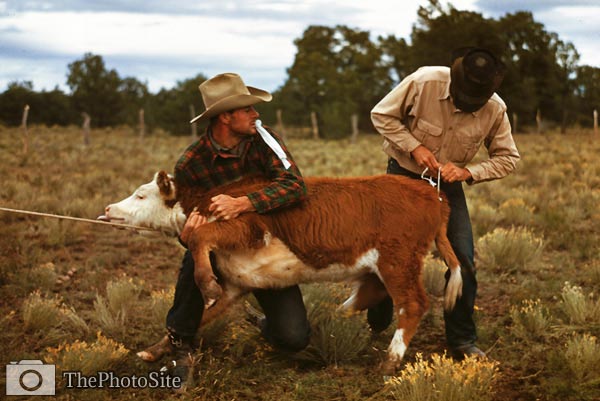 Tying ribbon on a calf's tail 1940 - Click Image to Close