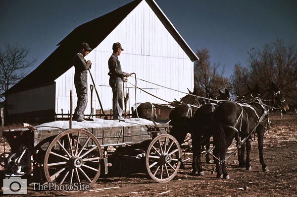 Horses and wagon, southeastern Georgia 1940 - Click Image to Close