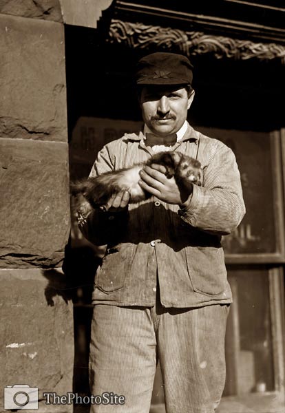 Rat catcher holding prized ferret, New York - Click Image to Close