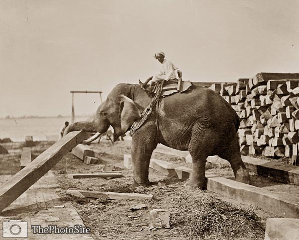 Burmah, working elephant lifting timber - Click Image to Close