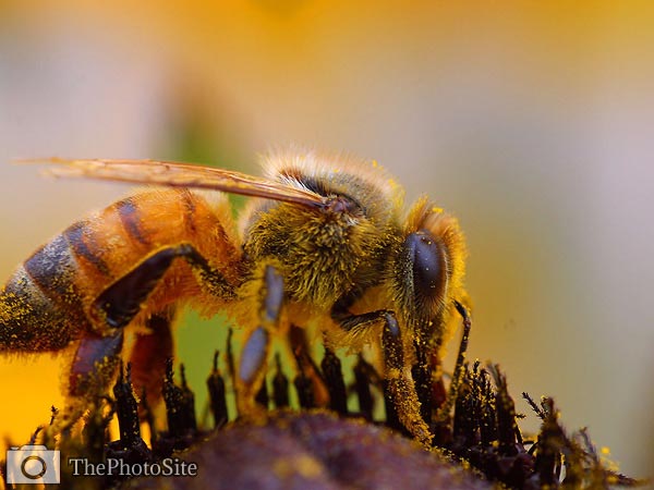 Bee collecting pollen - Click Image to Close
