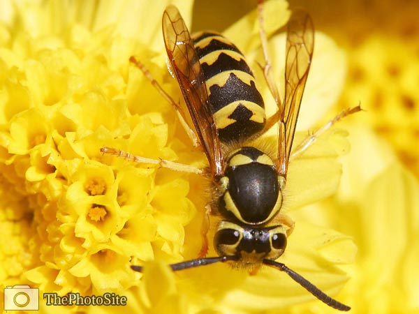 Wasp - Click Image to Close