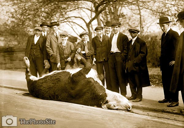 Shot Bull in Central Park, NYC - Click Image to Close