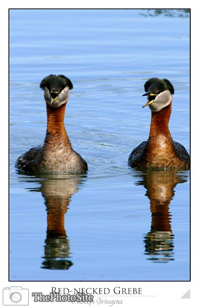 Red-necked Grebe Pair (Podiceps Grisegena) - Click Image to Close