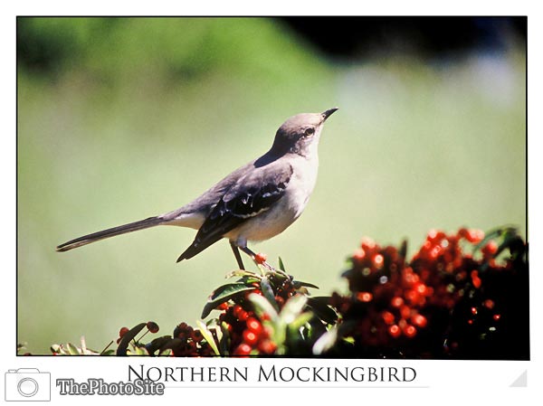 Northern Mockingbird (Mimus Polyglottos) - Click Image to Close