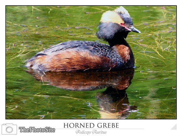 Horned Grebe (Podiceps Auritus) - Click Image to Close