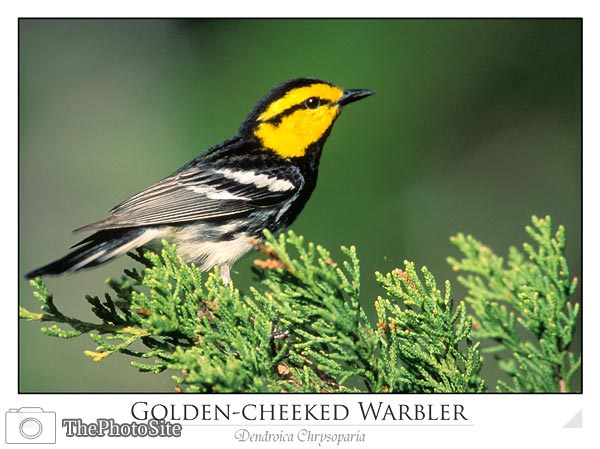 Golden-Cheeked Warbler (Dendroica Chrysoparia) - Click Image to Close