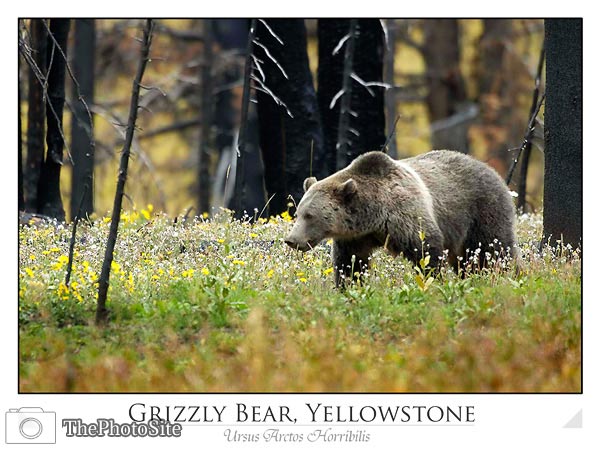 Grizzly Bear in Yellowstone National Park (Ursus Arctos Horribil - Click Image to Close