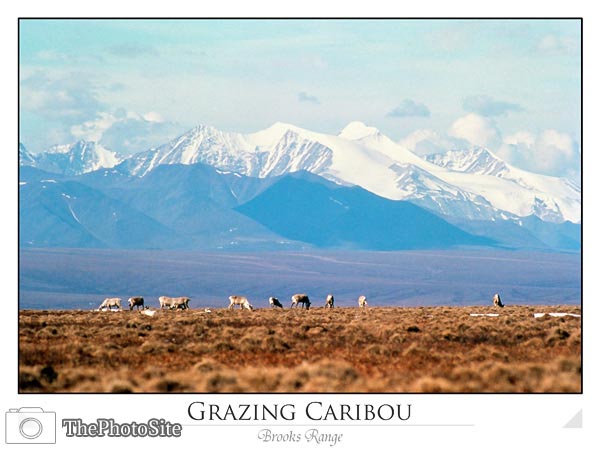 Caribou on Brooks Range - Click Image to Close