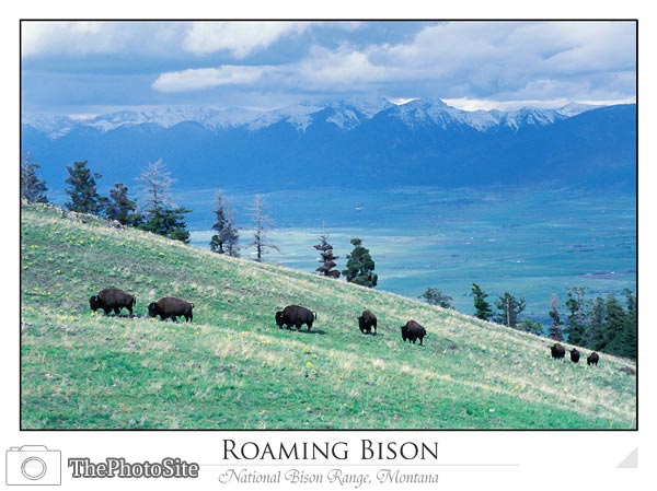 Bison (National Bison Range, Montana) - Click Image to Close
