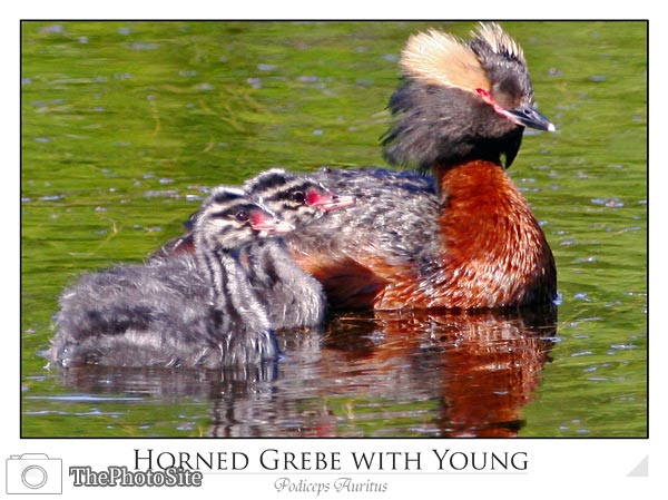 Horned Grebe with Young (Podiceps Auritus) - Click Image to Close