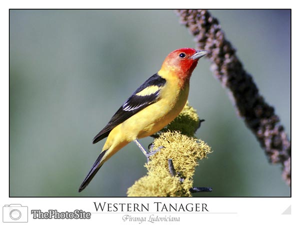 Western tanager (Piranga ludoviciana) - Click Image to Close