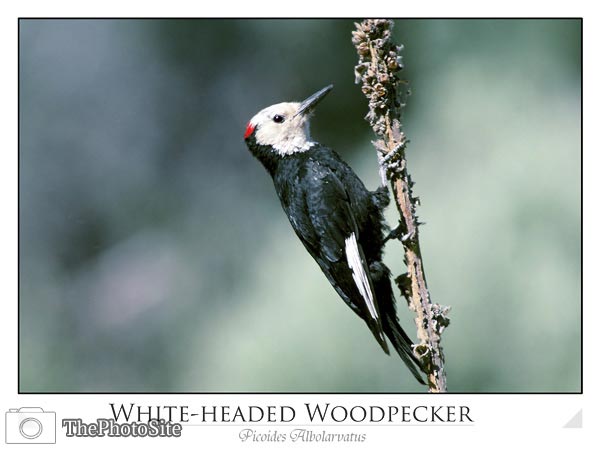 White-headed woodpecker (Picoides albolarvatus) - Click Image to Close