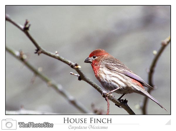 House finch (Carpodacus mexicanus) - Click Image to Close