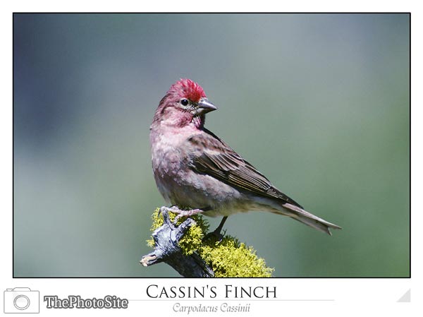 Cassin's Finch (Carpodacus cassinii) - Click Image to Close