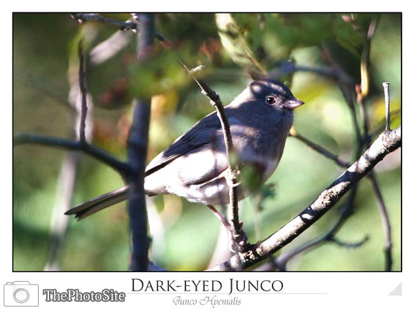 Dark-eyed Junco (Junco hyemalis) - Click Image to Close