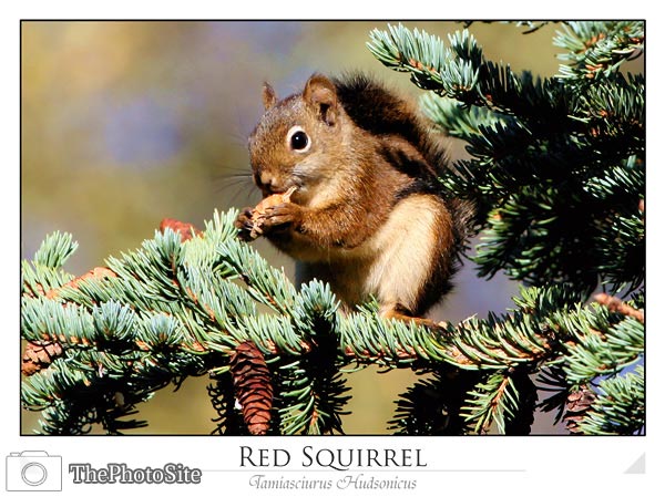 Red Squirrel (Tamiasciurus hudsonicus) - Click Image to Close