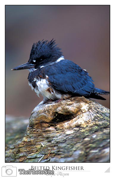 Belted Kingfisher (Ceryl alcyon) - Click Image to Close