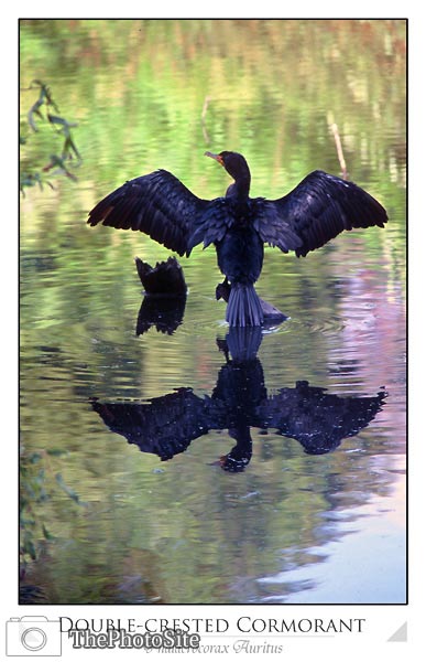 Double-crested Cormorant (Phalacrocorax auritus) - Click Image to Close
