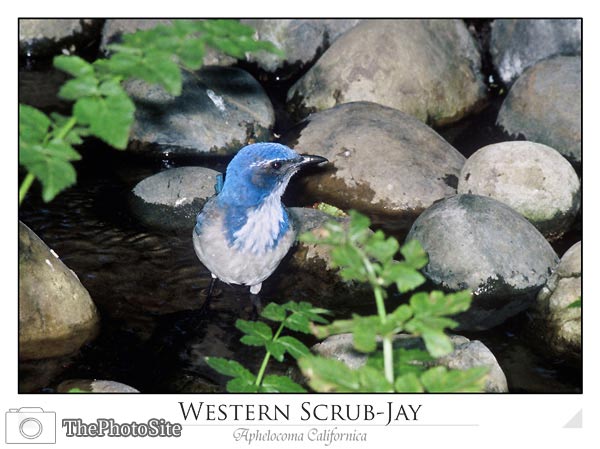 Western Scrub Jay (Aphelocoma californica) - Click Image to Close