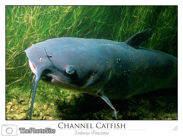 Channel Catfish (Ictalurus punctatus) - Click Image to Close