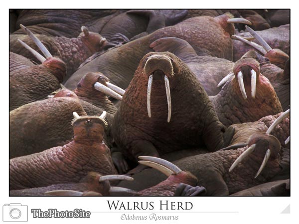 Walrus on Togiak National Wildlife Refuge - Click Image to Close