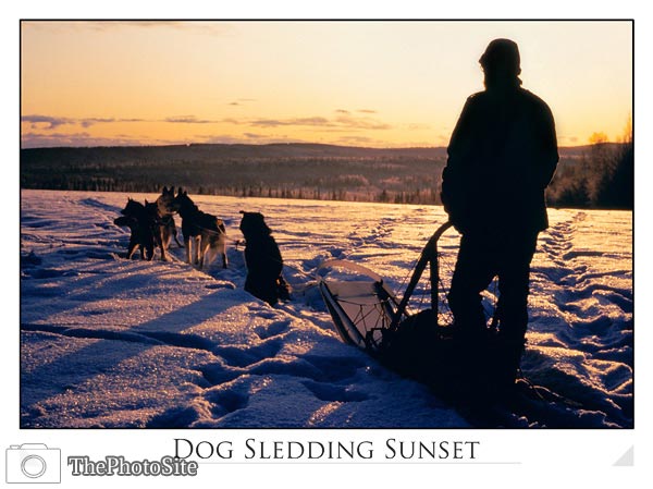 Dog Sleding - Click Image to Close