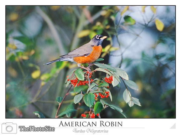 American Robin (Turdus migratorius) - Click Image to Close