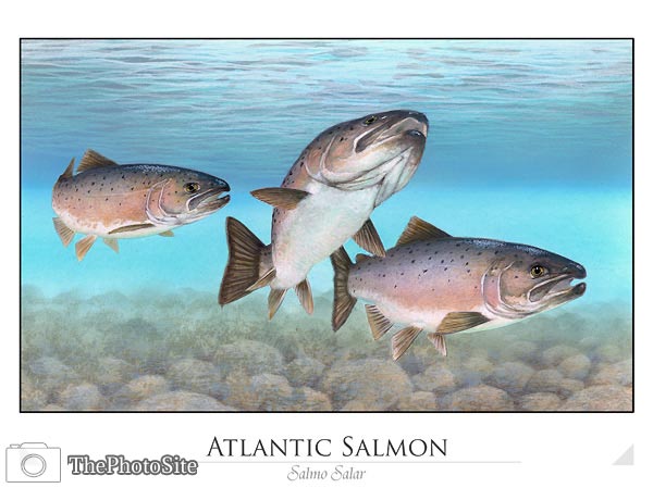 Atlantic Salmon (Salmo salar) - Click Image to Close