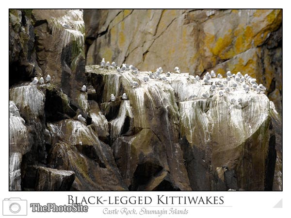 Black-legged Kittiwakes, Shumagin islands (Rissa tridactyla) - Click Image to Close
