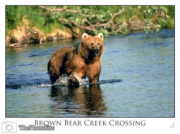 Brown Bear in Creek - Click Image to Close