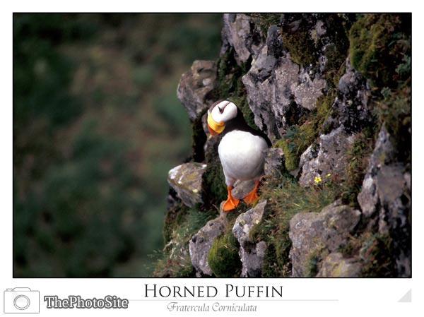 Horned Puffin, Hall Island (Fratercula corniculata) - Click Image to Close