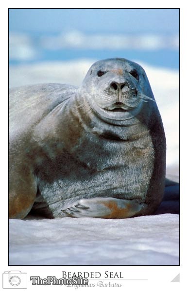 Bearded Seal Portrait (Erignathus barbatus) - Click Image to Close