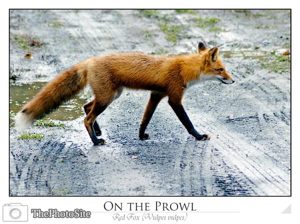 Red Fox - Click Image to Close