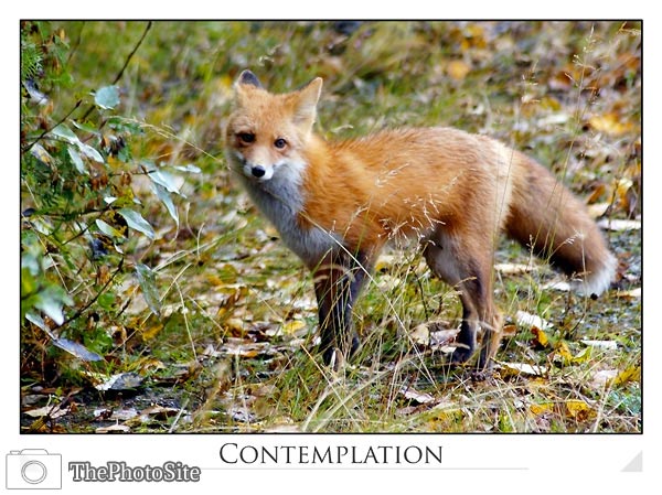 Red Fox - Click Image to Close