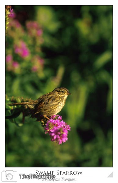 Swamp Sparrow (Melospiza georgiana) - Click Image to Close