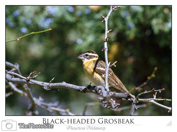 Black-headed Grosbeak (Pheucticus melanocep) - Click Image to Close