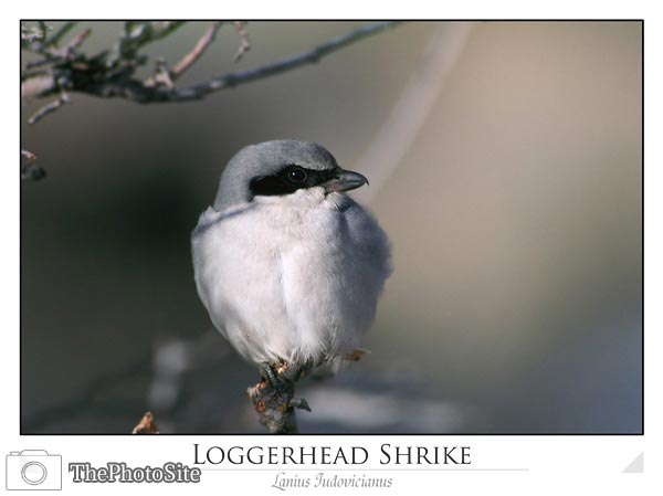 Loggerhead Shrike (Lanius Iudovicianus) - Click Image to Close