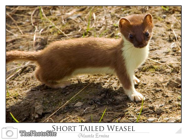 Short-tailed Weasel (Mustela ermina) - Click Image to Close